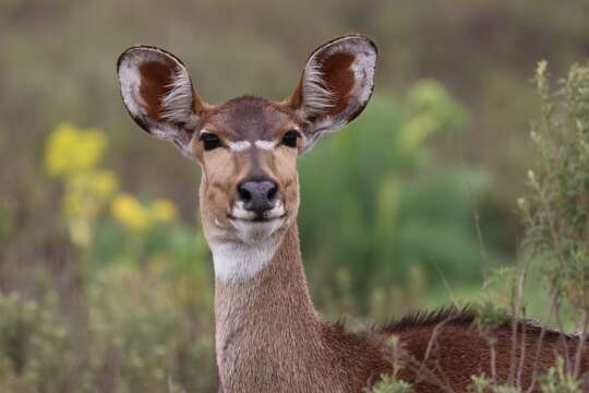 Image of Mountain nyala