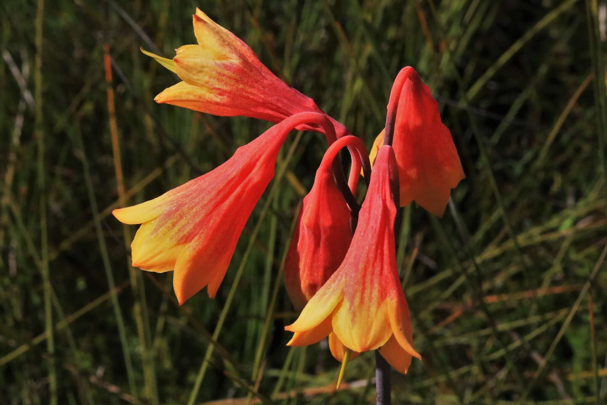 Слика од Blandfordia grandiflora R. Br.