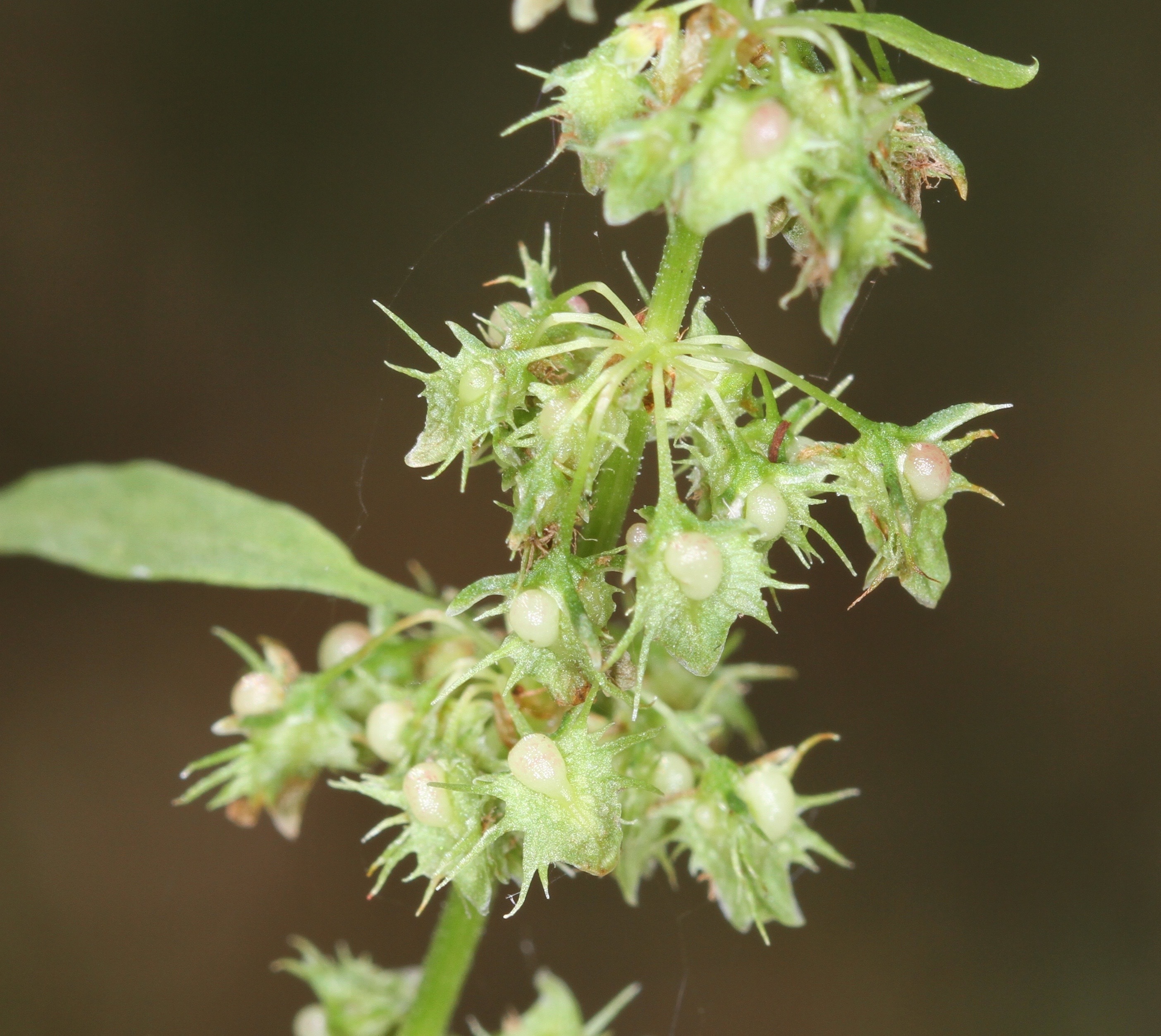 Rumex obtusifolius (rights holder: Wildlife in a Dorset garden.)