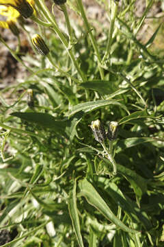 صورة Crepis jacquinii subsp. jacquinii