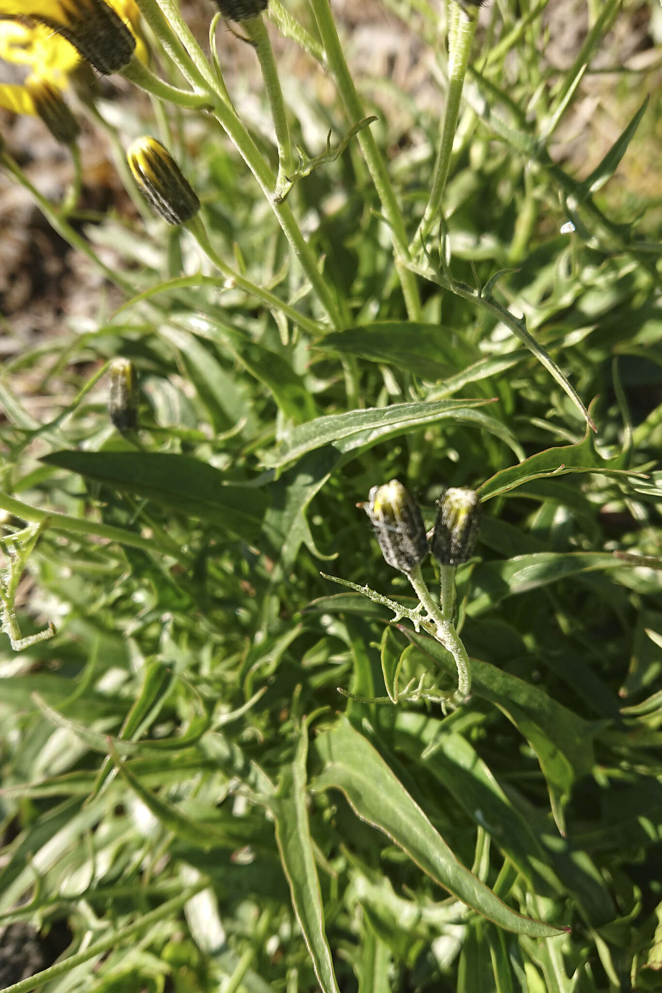 Image of Crepis jacquinii subsp. jacquinii