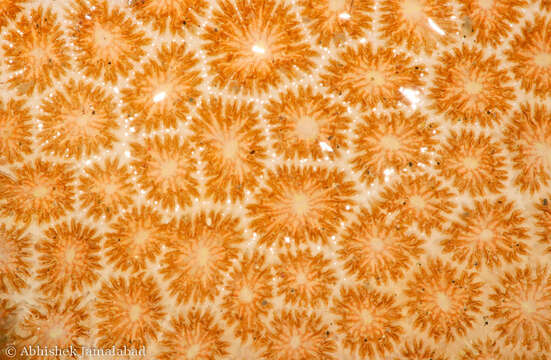 Image of False Pillow Coral