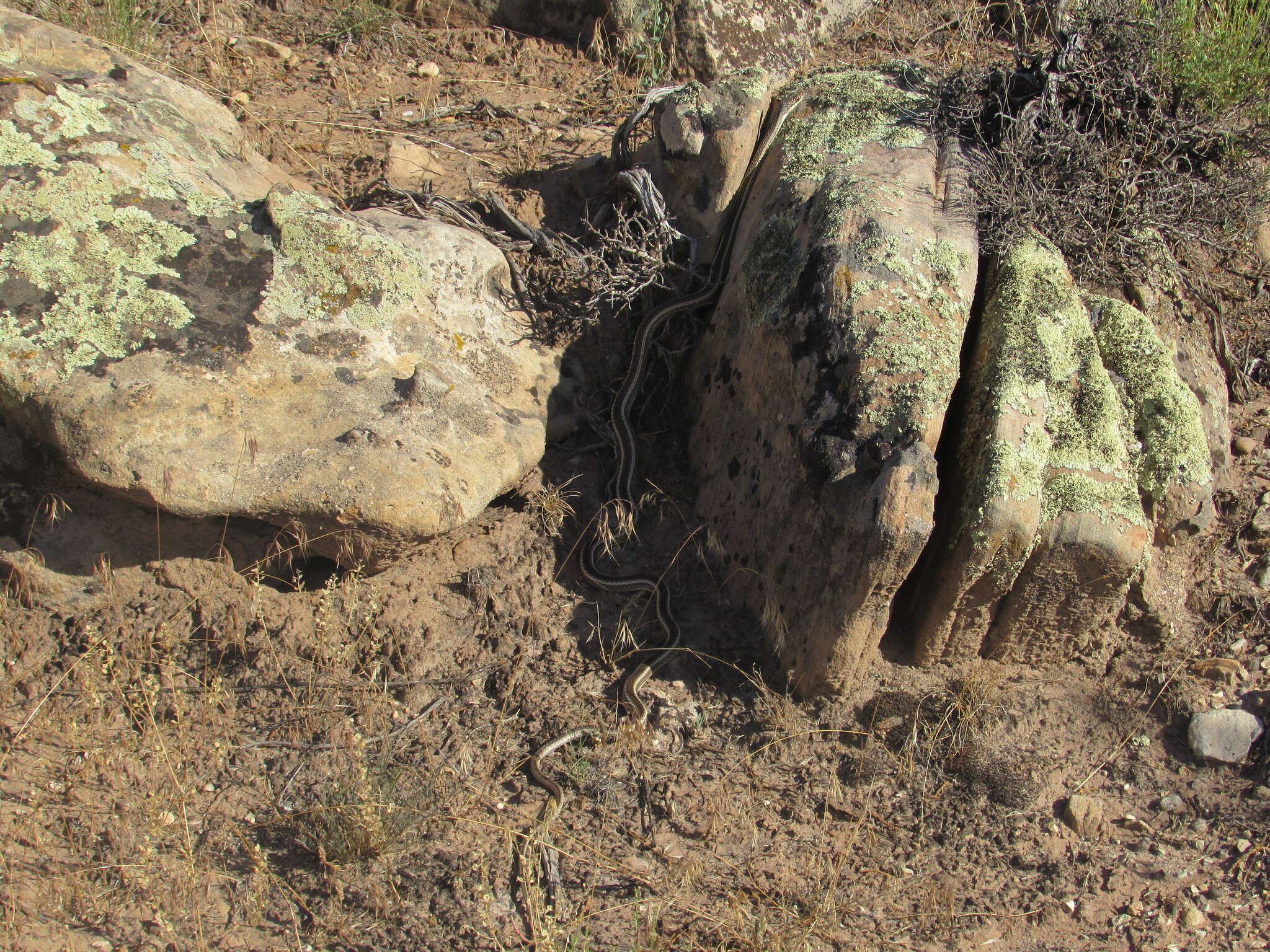 Image of Central Texas Whipsnake