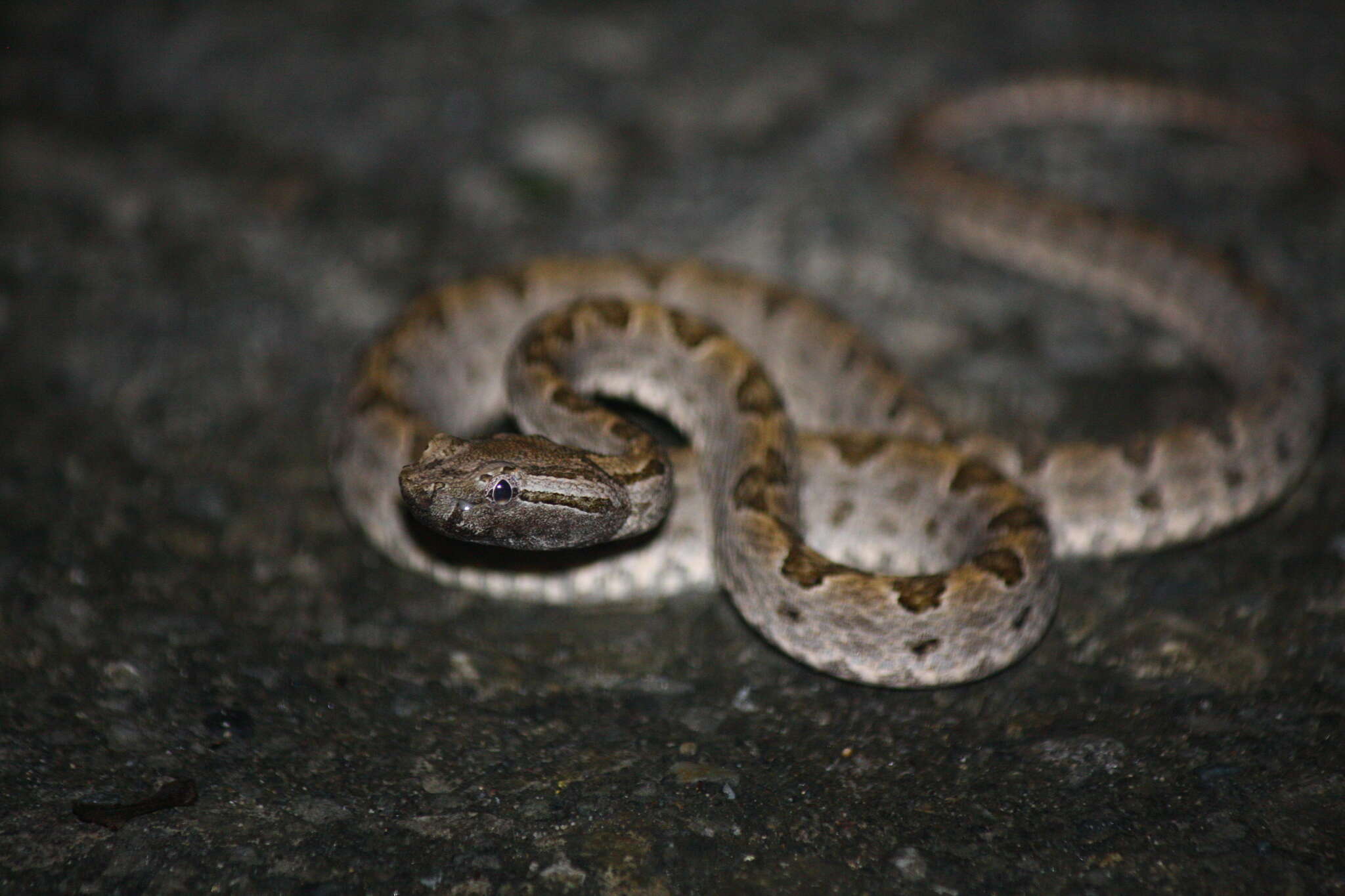 Image of Elegant pitviper