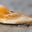 Image of <i>Tinea semifulvella</i> Haworth 1828