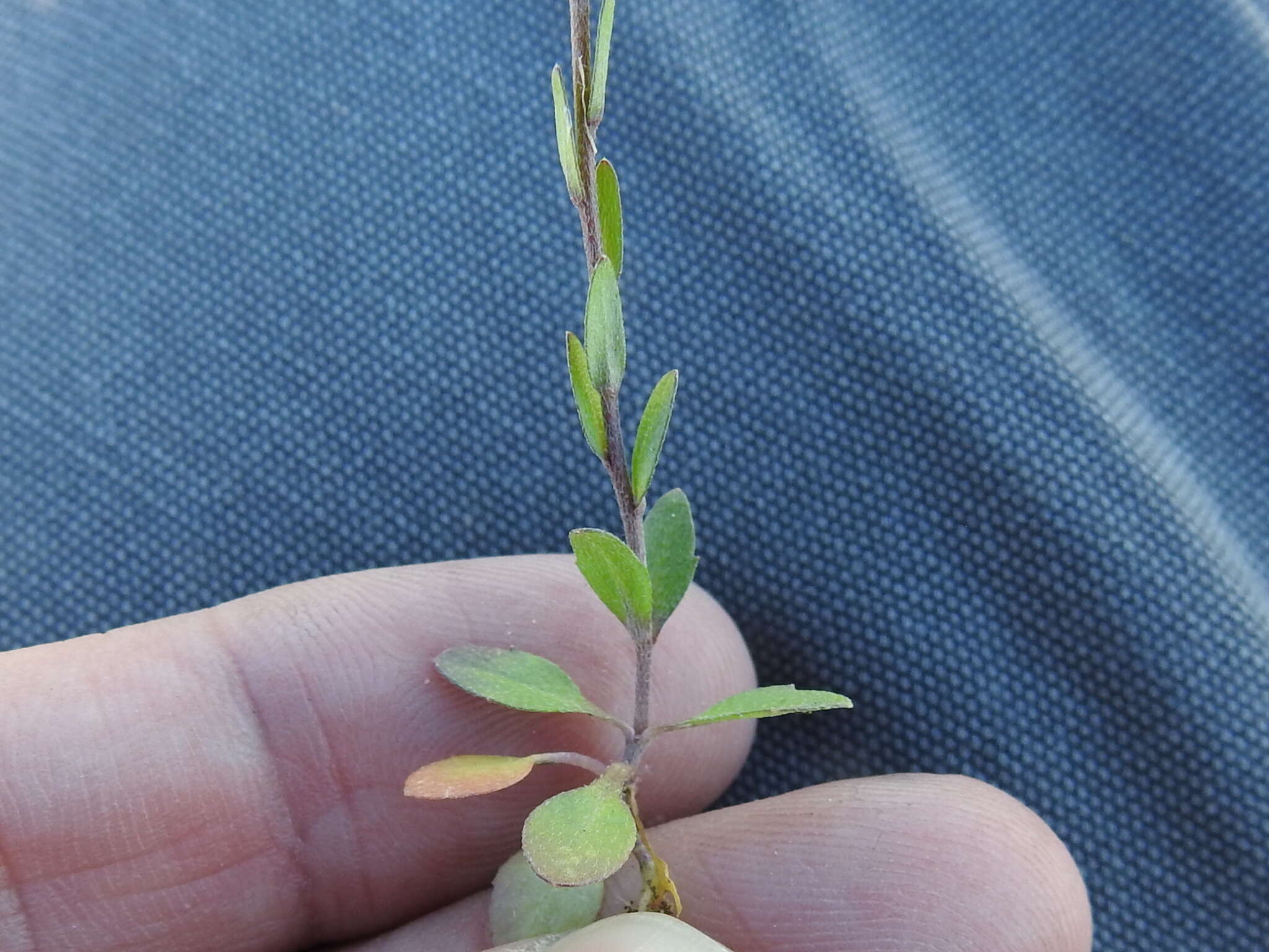 صورة Draba brachycarpa Nutt.