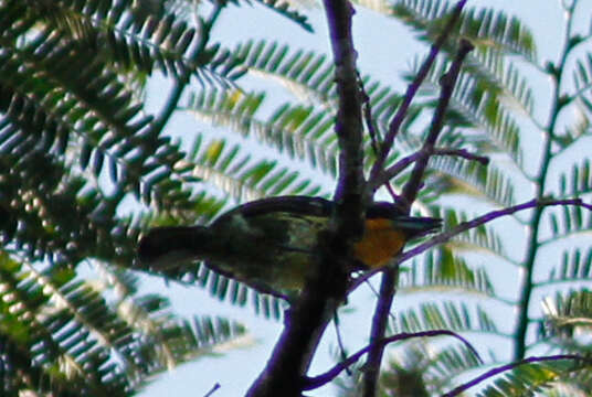 Image of Gilded Barbet