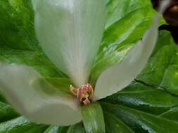 Trillium chloropetalum var. giganteum (Hook. & Arn.) Munz resmi