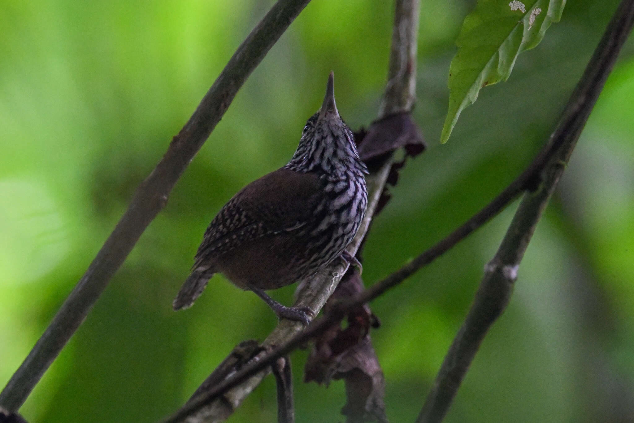 Image of Stripe-breasted Wren