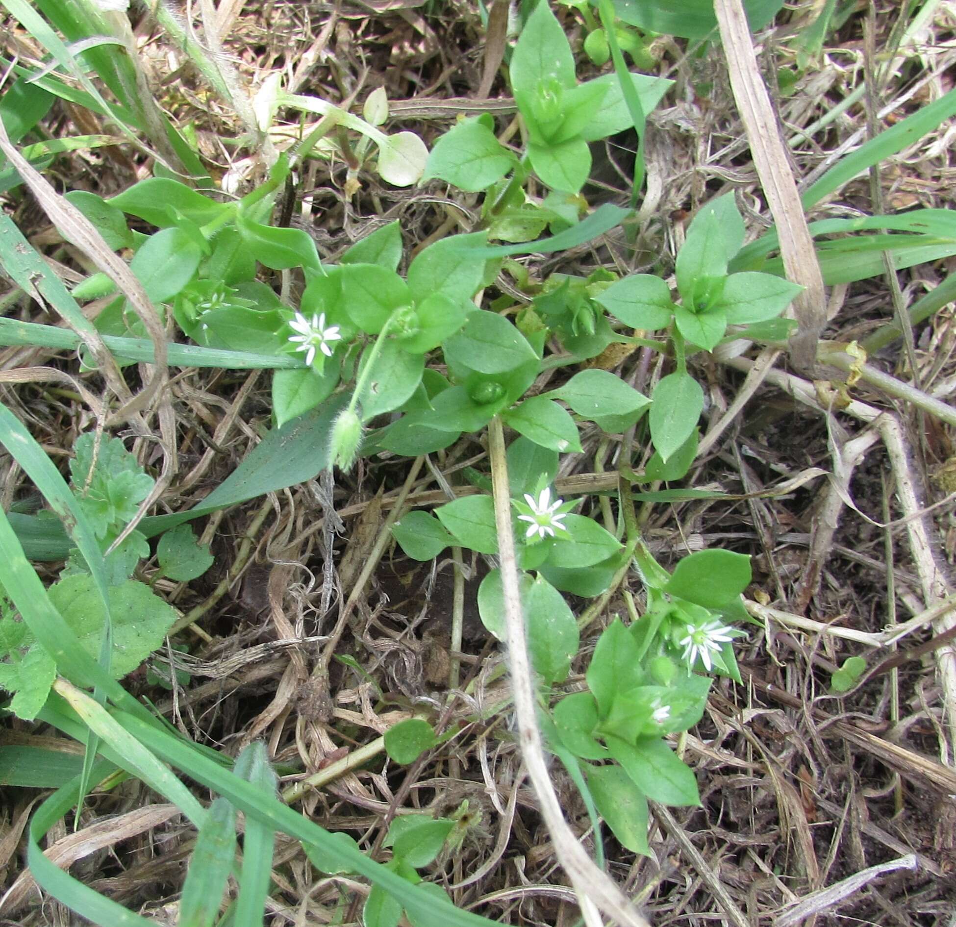 Image of common chickweed