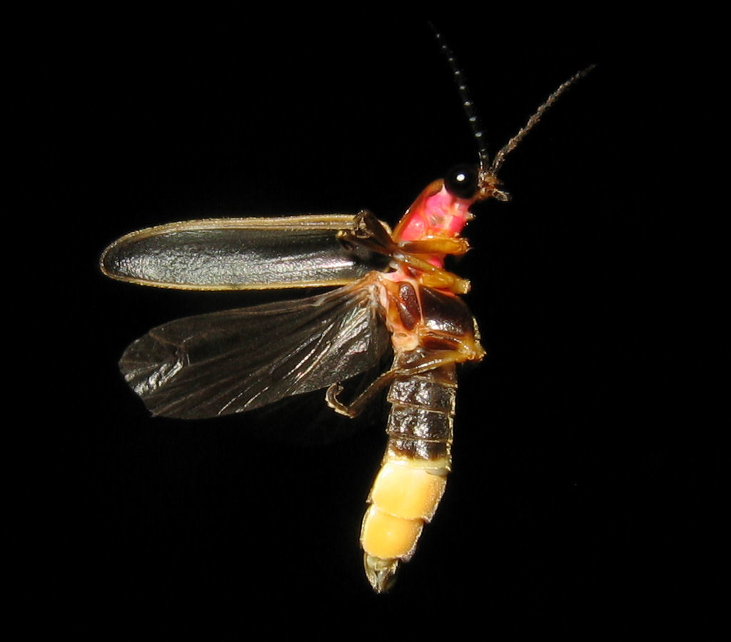 Image of common eastern firefly