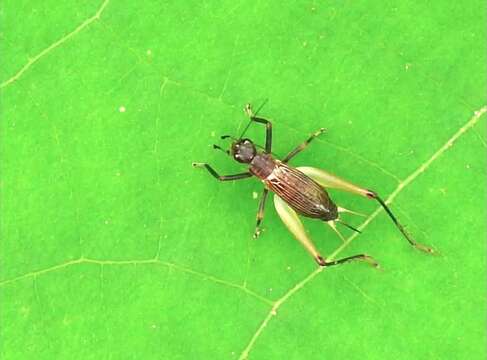 Слика од Homoeoxipha obliterata (Caudell 1927)