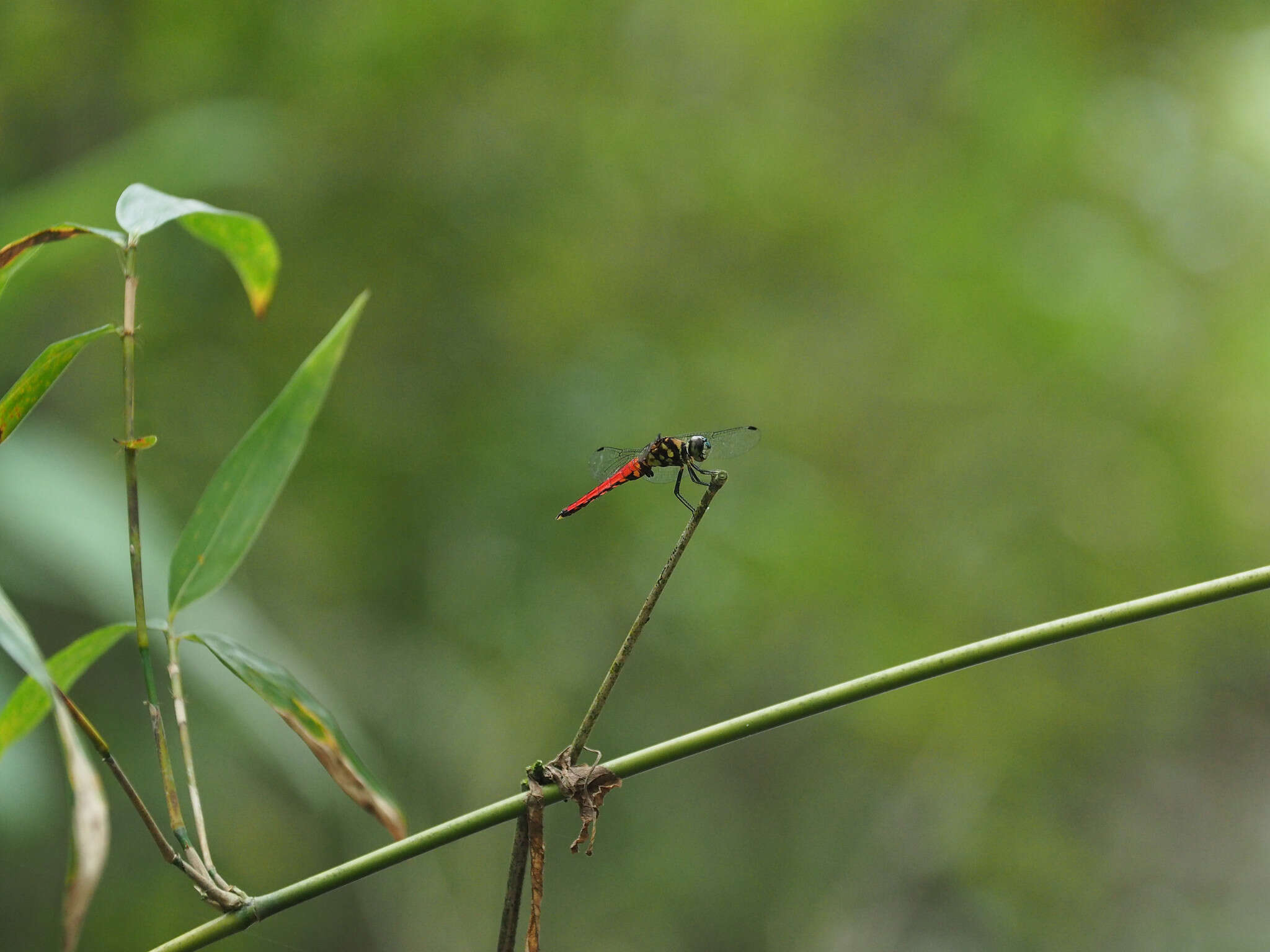 Image of Lyriothemis elegantissima Selys 1883