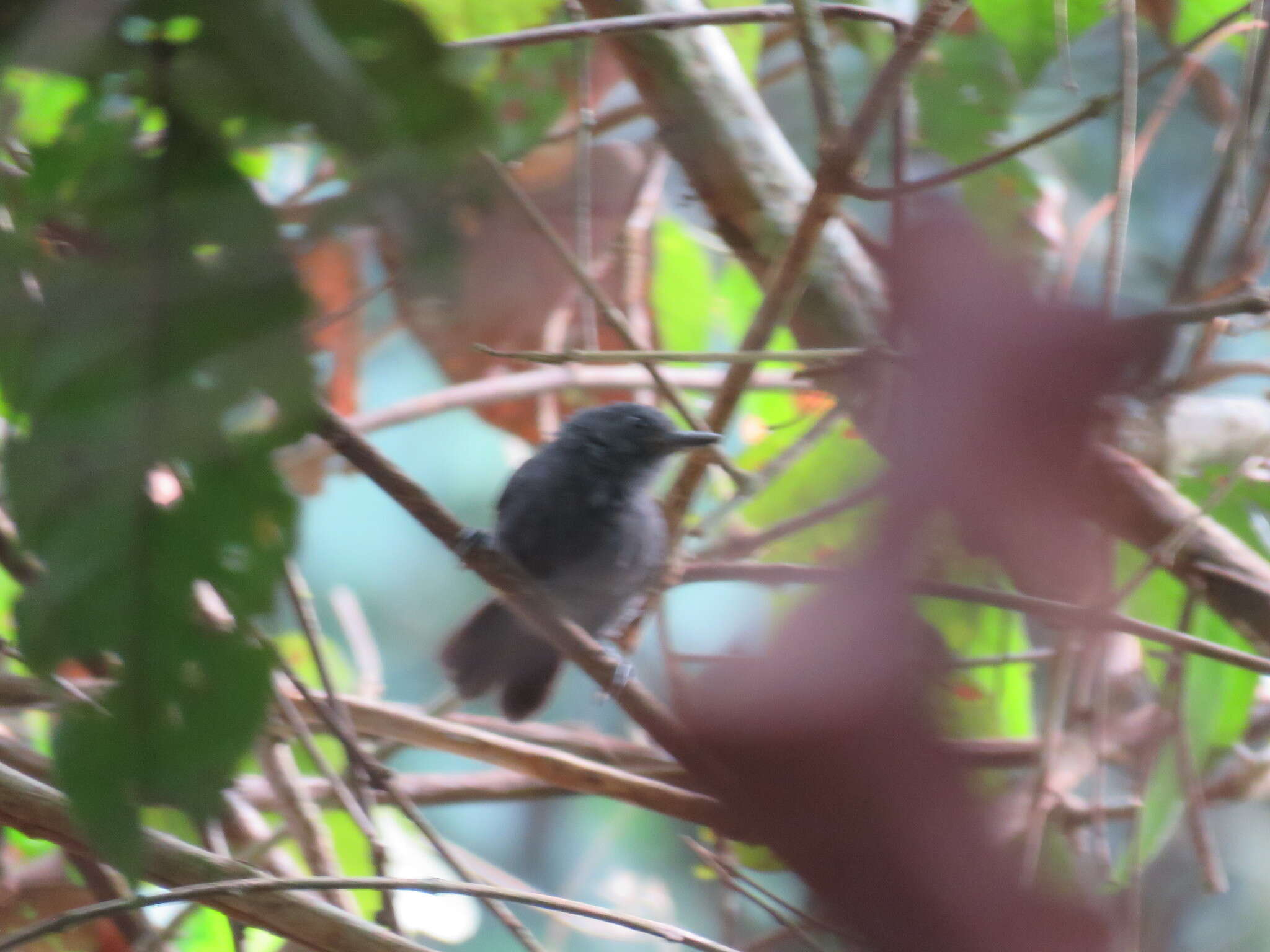 Image of Riparian Antbird