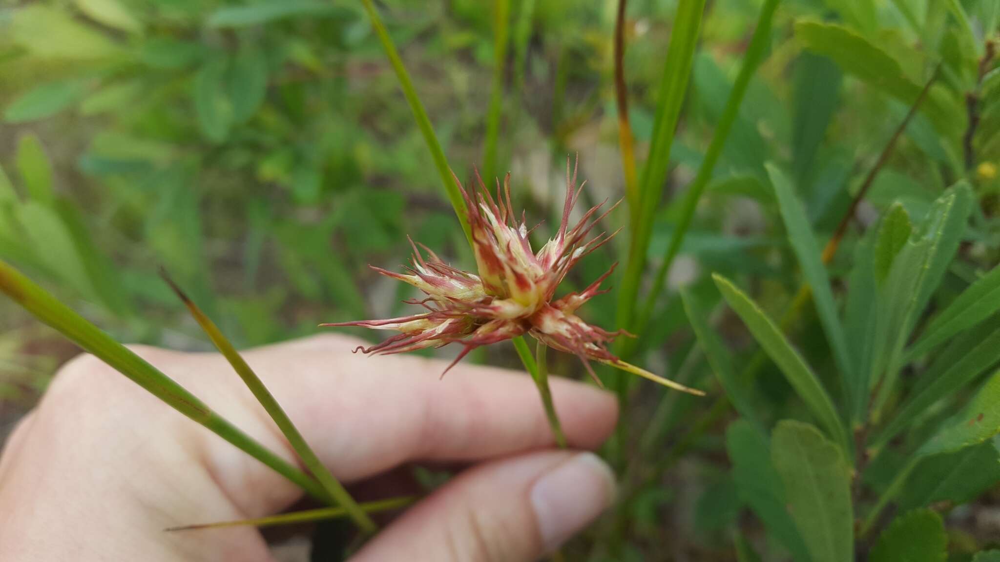 Imagem de Juncus canadensis Gay