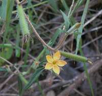 Image of Organ Mountain blazingstar