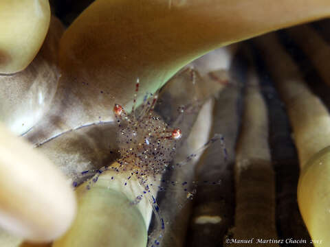 Image of crystal prawn