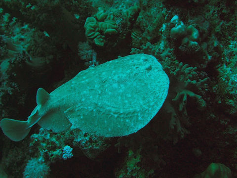 Image of Leopard Torpedo