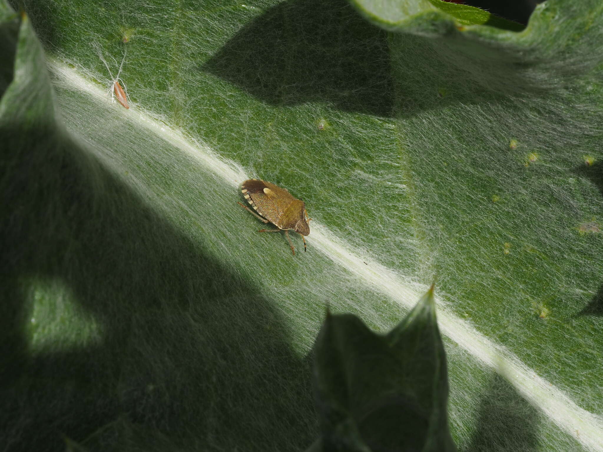 Image of Vernal Shieldbug