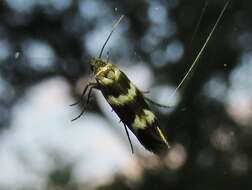 Image of Banded Scythris