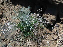 Limonium pectinatum (Ait.) Kuntze resmi