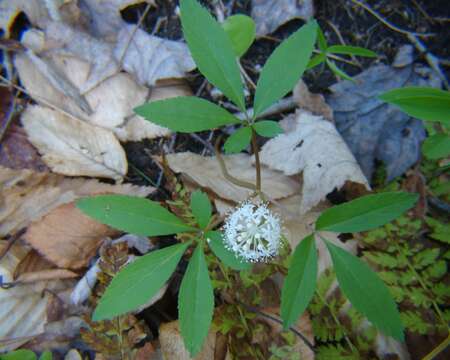 Image of dwarf ginseng