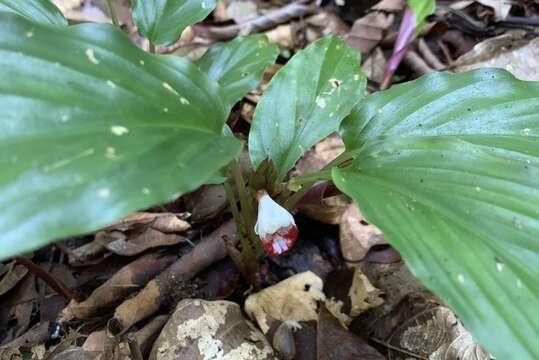 Image de Boesenbergia pulchella (Ridl.) Merr.