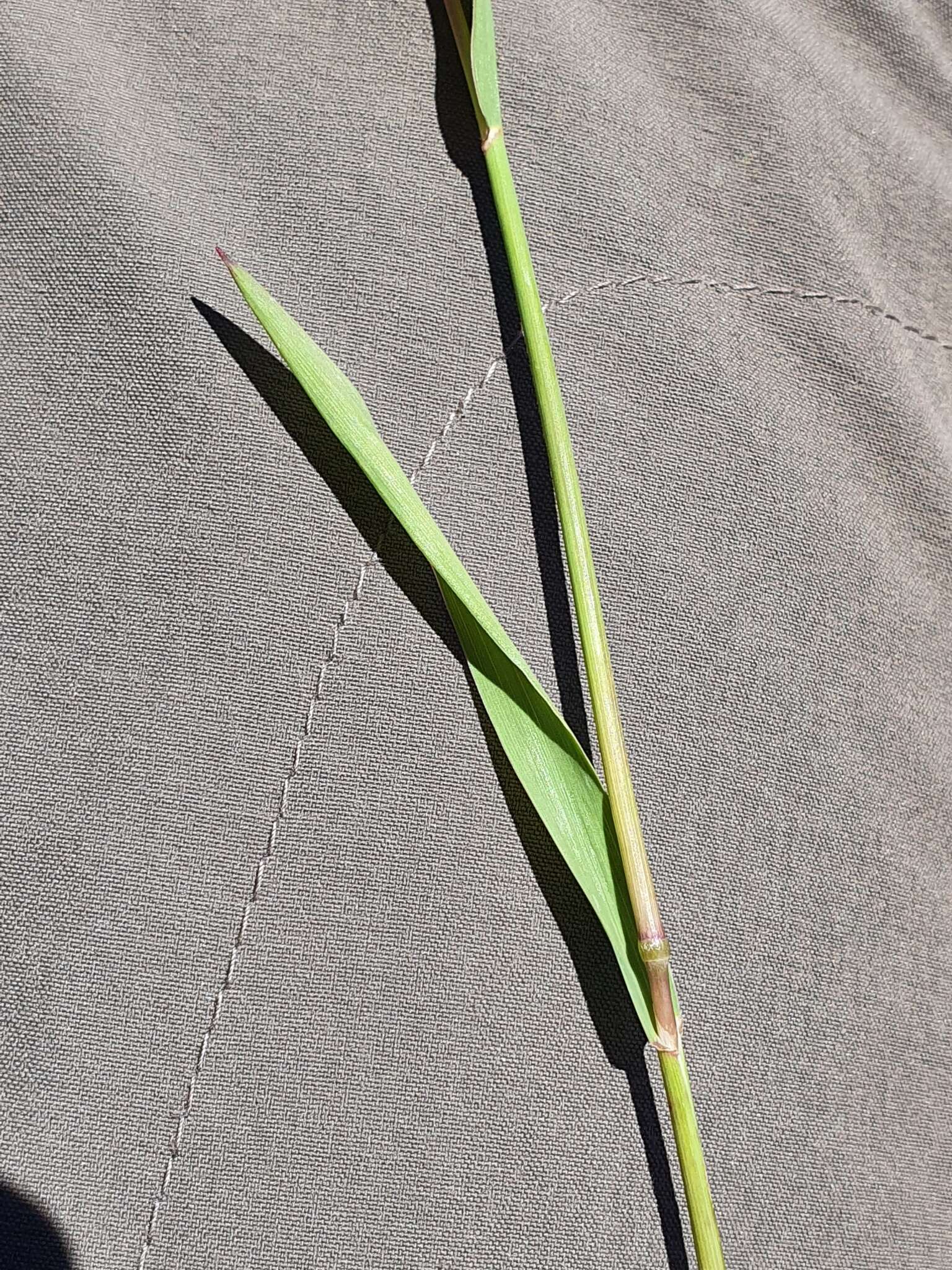 Image of Phleum hirsutum Honck.