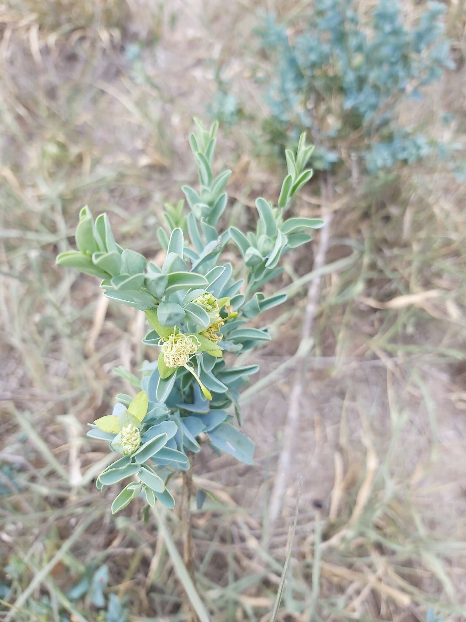 Image de Maerua edulis (Gilg & Gilg-Ben.) De Wolf