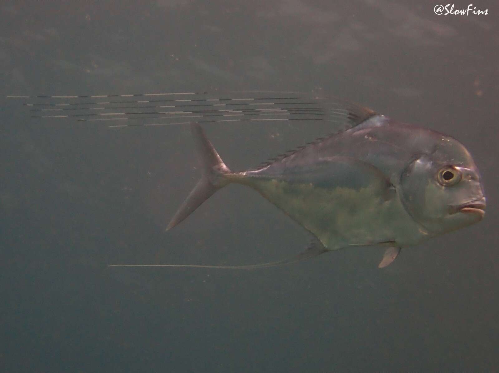 Image of African Pompano