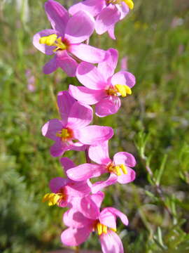 Image of Ixia scillaris L.