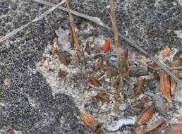 Image of Haworthia mirabilis var. sublineata (Poelln.) M. B. Bayer