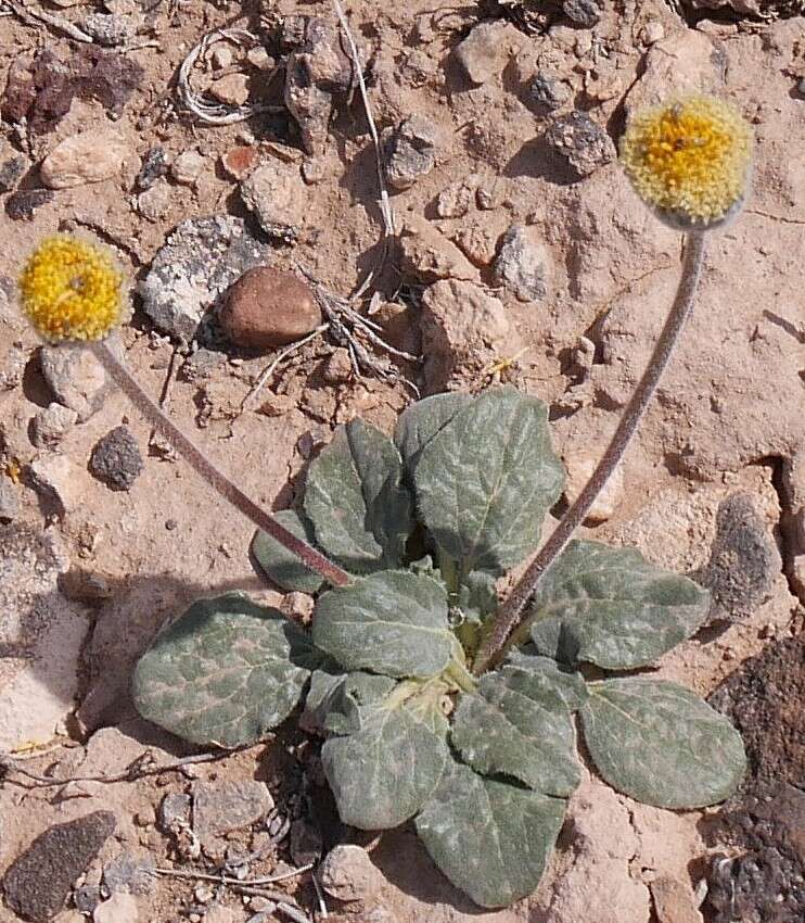 Sivun Encelia nutans Eastw. kuva