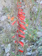 Image of firecracker penstemon