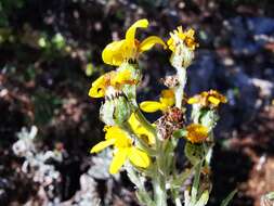 Image of Senecio carnerensis Greenm. ex Greenm.