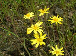 Plancia ëd Agoseris heterophylla (Nutt.) Greene