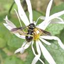 Image of Leucopsina odyneroides Westwood 1876