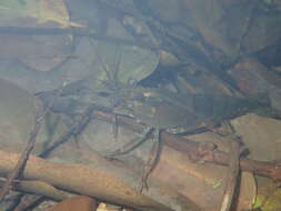 Image of Monkey river prawn