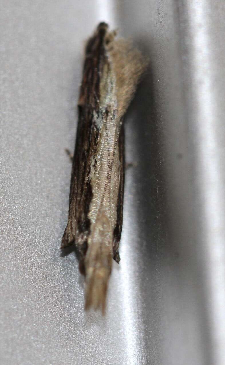 Image of Hypatima spathota Meyrick 1913