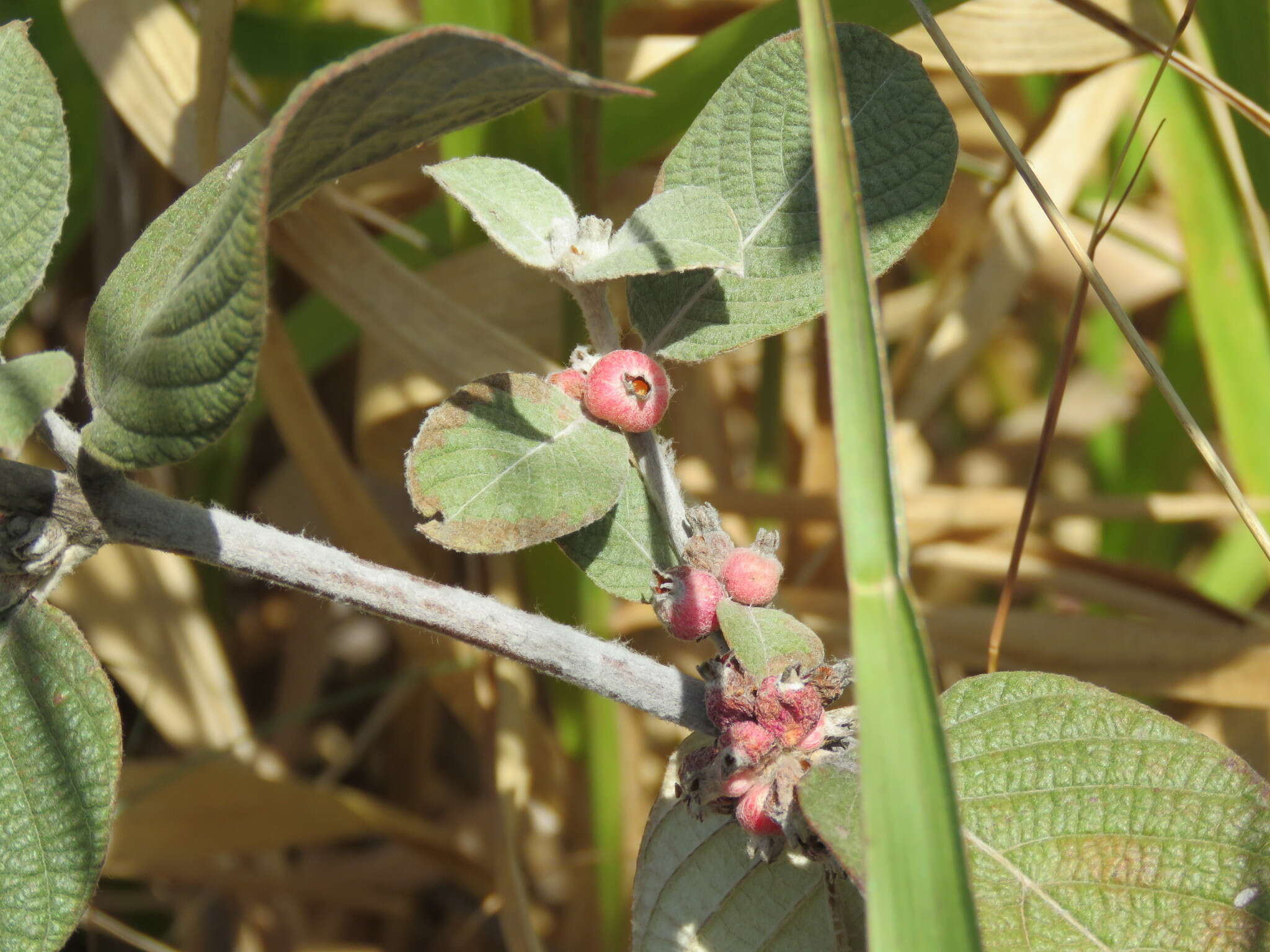 Image de Sabicea brasiliensis Wernham