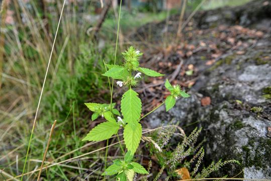 Image of brittlestem hempnettle