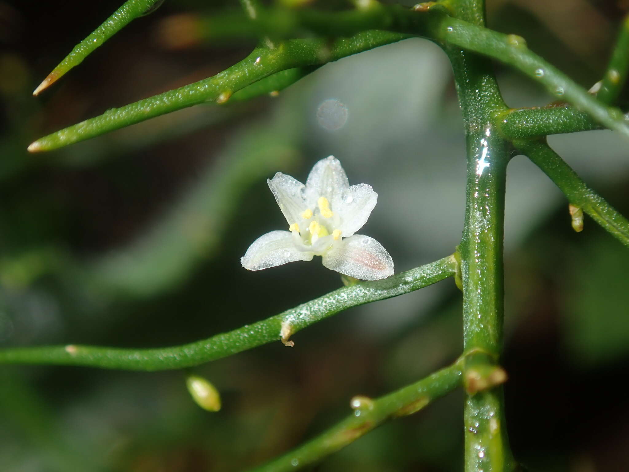 Image of Corynotheca micrantha var. acanthoclada (F. Muell.) R. J. F. Hend.