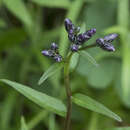 Image of Saussurea triangulata Trautv. & Mey.