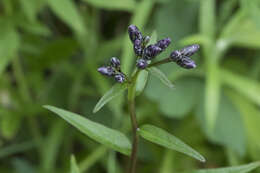 Image de Saussurea triangulata Trautv. & Mey.