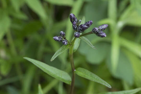 Image of Saussurea triangulata Trautv. & Mey.