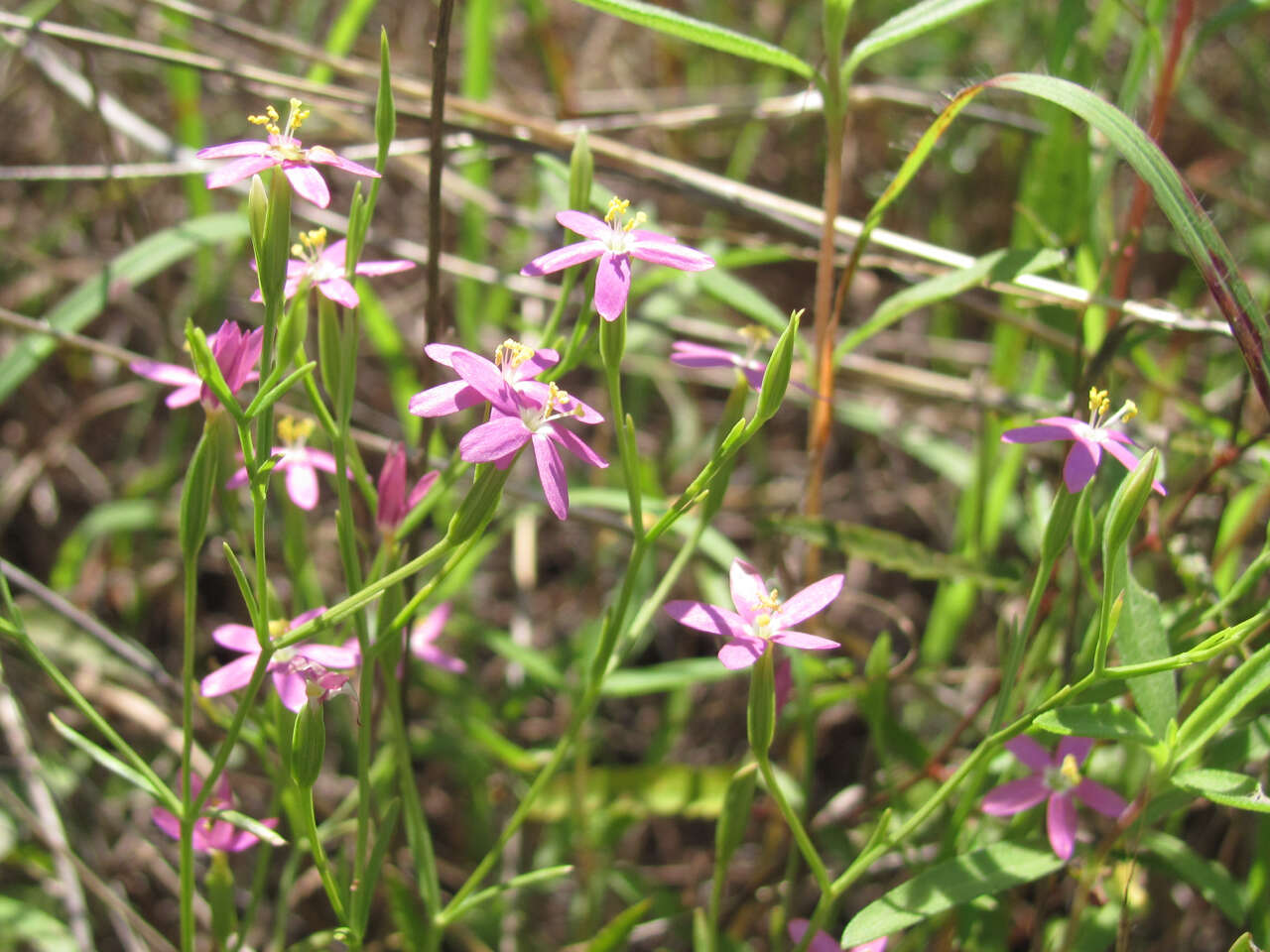 Zeltnera texensis (Griseb.) G. Mansion ex J. S. Pringle resmi