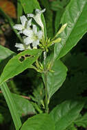 صورة Ruellia terminalis (Nees) D. C. Wassh.