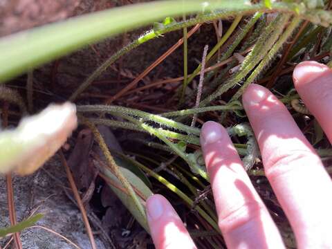 Image of narrowleaf swordfern