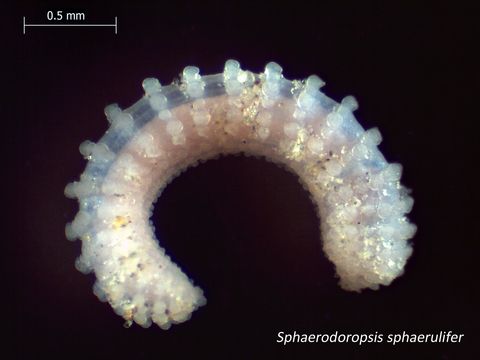 Image of <i>Sphaerodoropsis sphaerulifer</i>