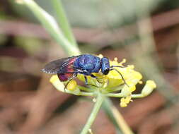 صورة <i>Chrysis magnidens</i>